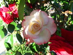 Rosen 016.JPG