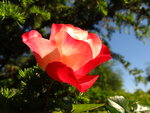 Rosen 025.JPG