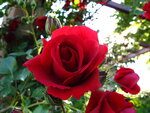 Rosen 011.JPG
