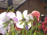 DSC00729.JPG