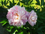 21.Mai 11 116.JPG