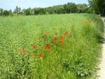 IMG_2623.jpg
