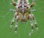 300px-Kreuzspinne1.jpg