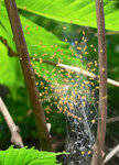 Jungspinnen-der-Gartenkreuzspinne-Araneus-diadematus1.jpg