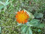 blume1.jpg