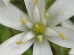 blume2.jpg