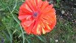 IMG_2626.jpg