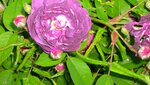 IMG_2631.jpg