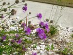 IMG_2663.jpg