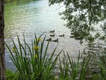 IMG_2660.jpg