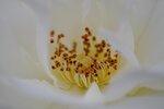 DSC_3776kl.jpg