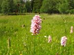 19.6.11 031.JPG