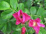 IMG_3679.jpg