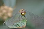 DSC_4638Libellekl.jpg