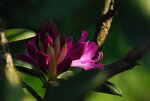 DSC_0086kl.jpg