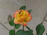 IMG_3704.jpg