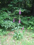 IMG_3713.jpg