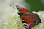 DSC_4407kl.jpg