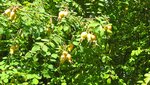 IMG_3156.jpg