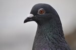 DSC_6045kl.jpg