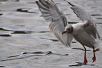DSC_6071kl.jpg