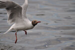 DSC_6073kl.jpg