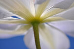 DSC_5879kl.jpg