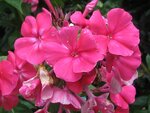 IMG_3731.jpg