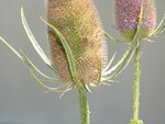 IMG_3171.jpg