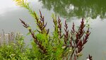 IMG_3234.jpg