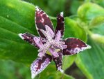 blume1.jpg