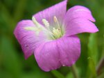 blume2.jpg