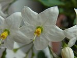 blume3.jpg