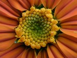 blume4.jpg