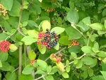 IMG_3264.jpg