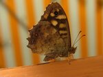 schmetterling2.jpg