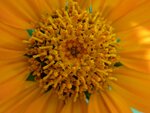 Blüte2.jpg