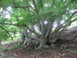 IMG_3785.jpg