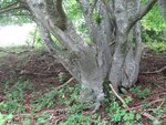 IMG_3784.jpg