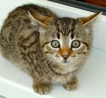 Pippi.jpg
