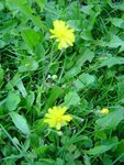 Gelbe Blumen im Rasen.JPG