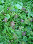 Lila Blumen im Rasen.JPG