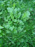 Salat im Rasen.jpg