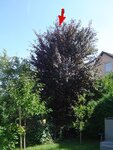 Roter Baum.JPG