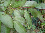 Roter Baum 3.JPG