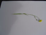 Gelbe Blume 2.JPG