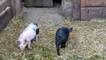 IMG_3767.jpg