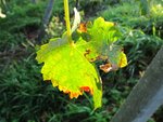 Septemberende 11 062.jpg