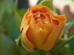 RIMG0382.JPG