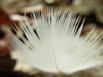 RIMG0391.JPG